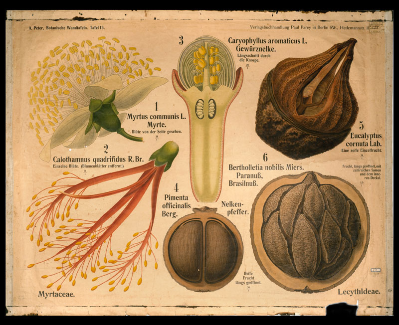 Tafel 13 Myrtaceae-Lecythideae